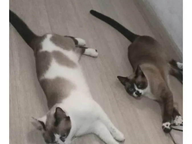 Gato ra a Siamês idade 3 anos nome Mimo e Mimosa