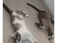 Mimo e Mimosa