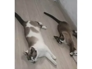 Gato raça Siamês idade 3 anos nome Mimo e Mimosa