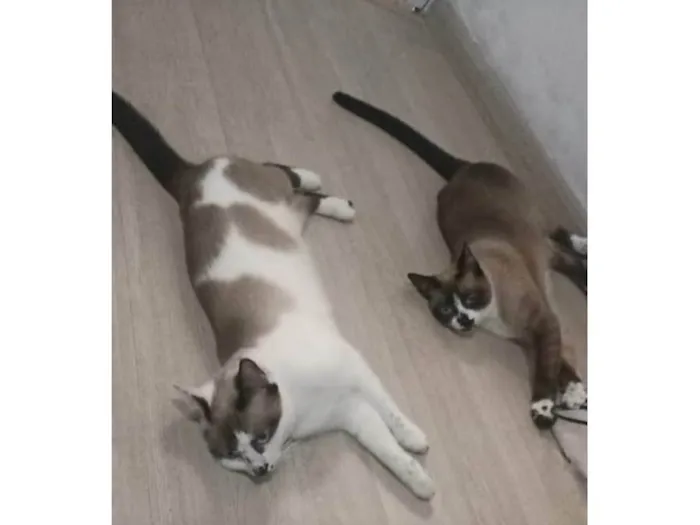 Gato ra a Siamês idade 3 anos nome Mimo e Mimosa