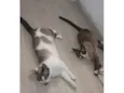 Mimo e Mimosa