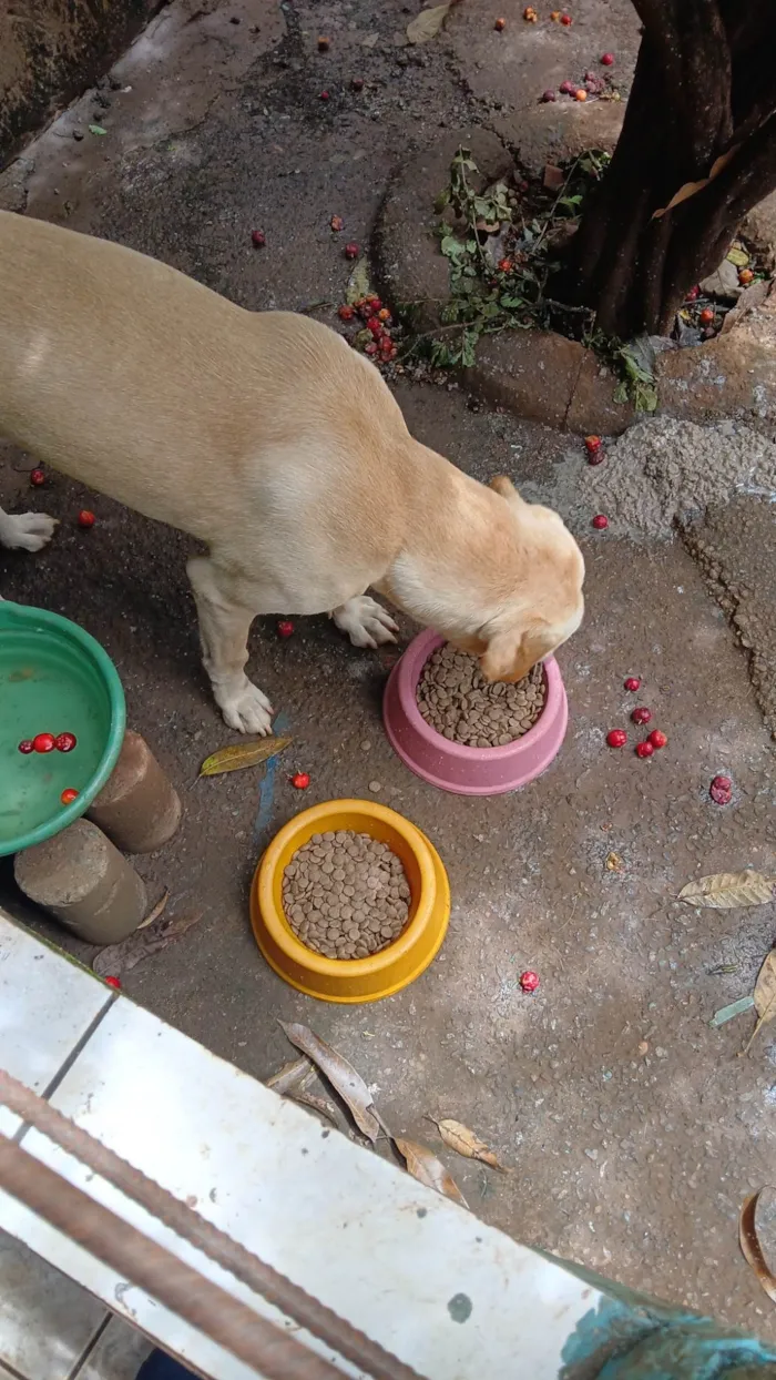 Cachorro ra a SRD-ViraLata idade 4 anos nome Sadan