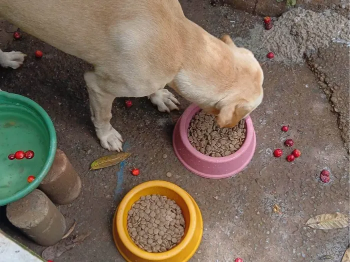 Cachorro ra a SRD-ViraLata idade 4 anos nome Sadan