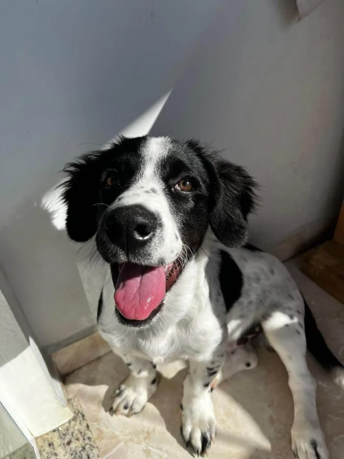 Cachorro ra a SRD-ViraLata idade 7 a 11 meses nome Duke