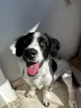 Duke