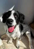 Duke