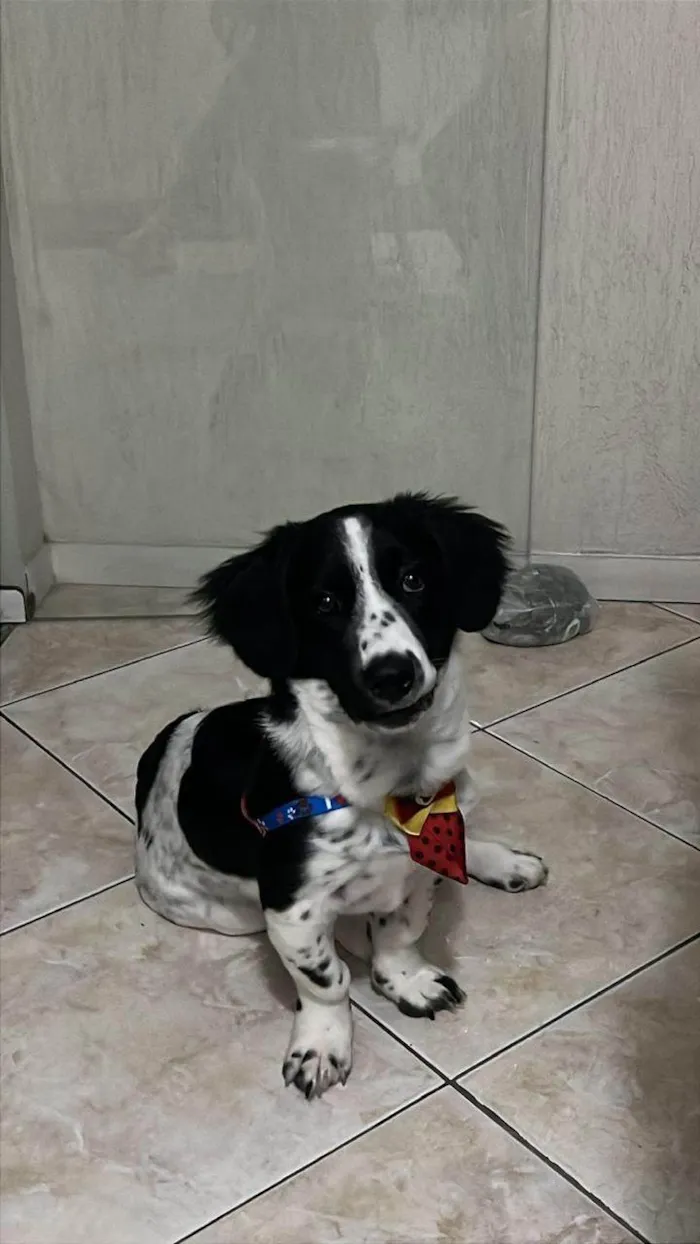 Cachorro ra a SRD-ViraLata idade 7 a 11 meses nome Duke