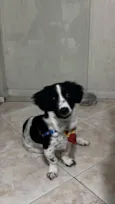 Duke