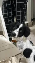 Duke