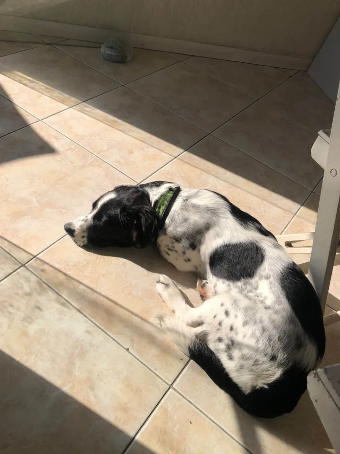 Cachorro ra a SRD-ViraLata idade 7 a 11 meses nome Duke