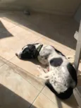 Duke
