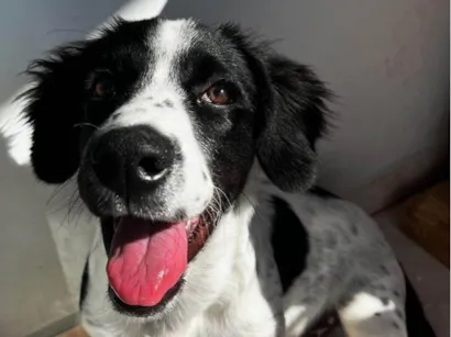 Cachorro raça SRD-ViraLata idade 7 a 11 meses nome Duke
