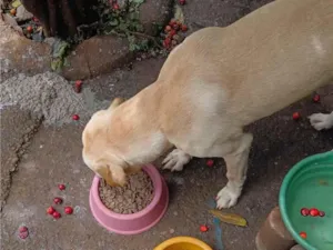 Cachorro raça SRD-ViraLata idade 4 anos nome Sadan