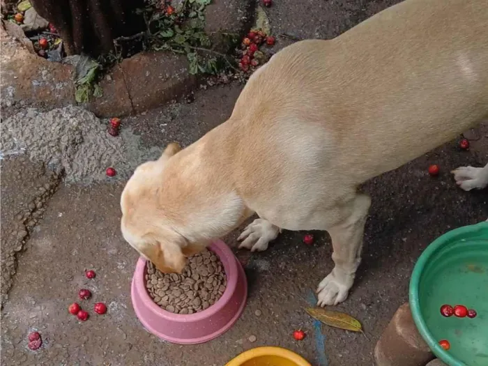Cachorro ra a SRD-ViraLata idade 4 anos nome Sadan