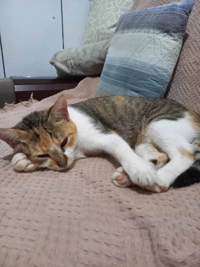Gato ra a SRD-ViraLata idade 2 anos nome Maria