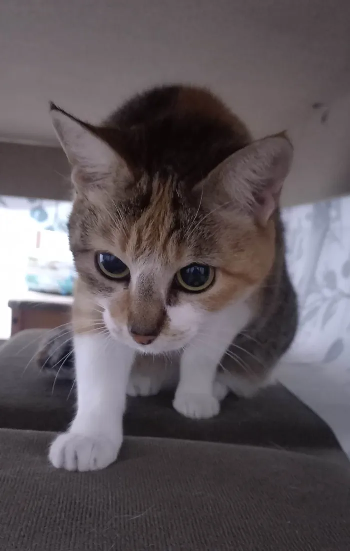 Gato ra a SRD-ViraLata idade 2 anos nome Maria
