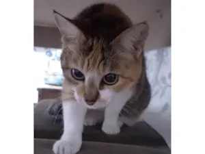 Gato raça SRD-ViraLata idade 2 anos nome Maria