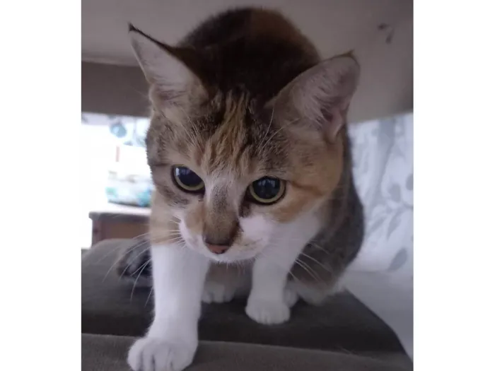 Gato ra a SRD-ViraLata idade 2 anos nome Maria
