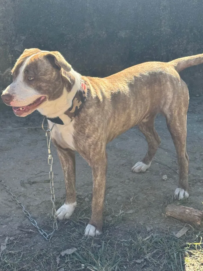 Cachorro ra a Pit-Bull idade 7 a 11 meses nome Não sabemos