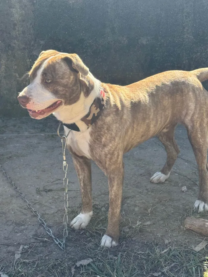 Cachorro ra a Pit-Bull idade 7 a 11 meses nome Não sabemos
