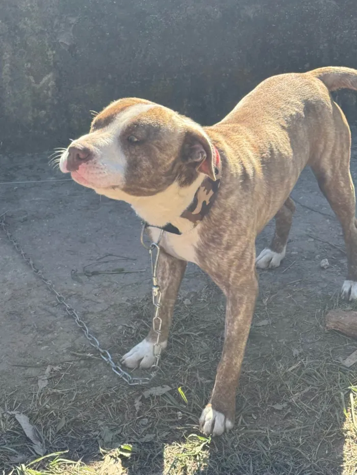 Cachorro ra a Pit-Bull idade 7 a 11 meses nome Não sabemos