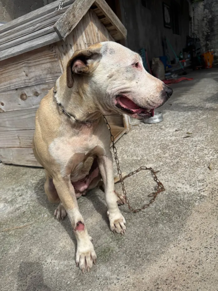 Cachorro ra a Pit-Bull idade 3 anos nome Ravena
