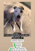 Ravena