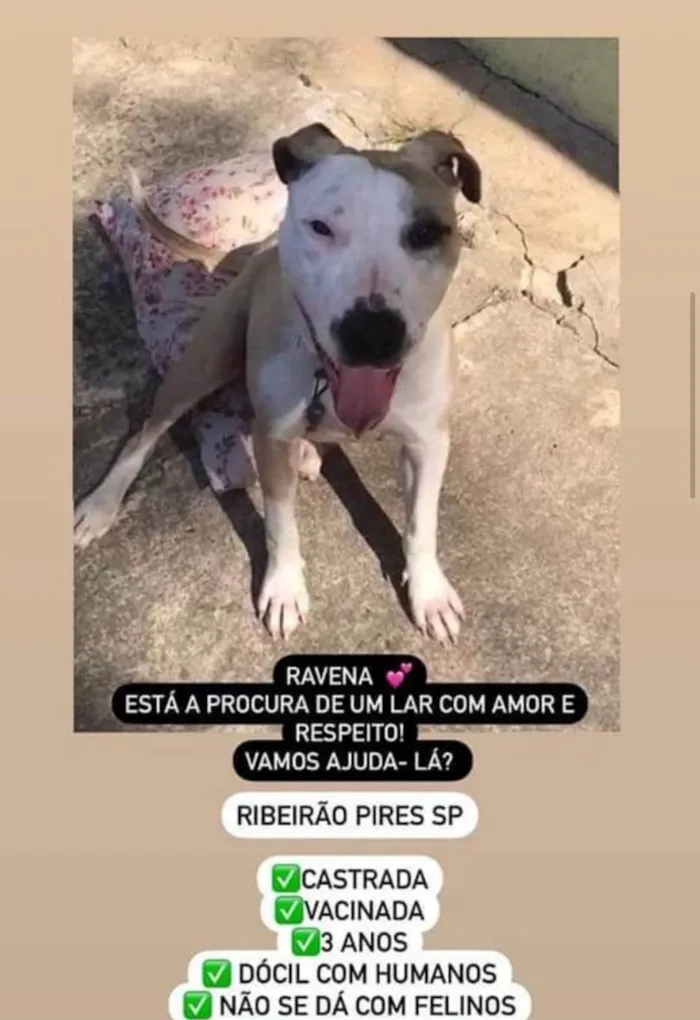 Cachorro ra a Pit-Bull idade 3 anos nome Ravena