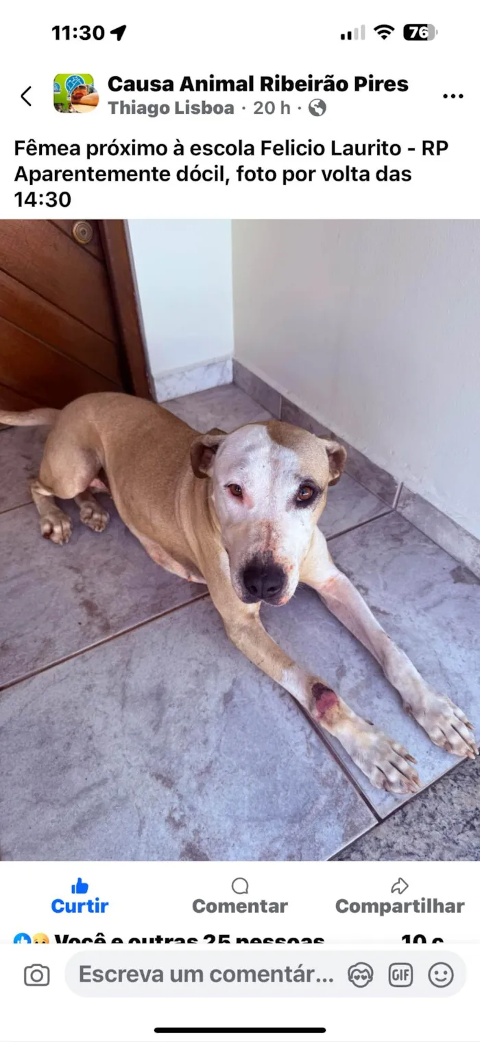 Cachorro ra a Pit-Bull idade 3 anos nome Ravena
