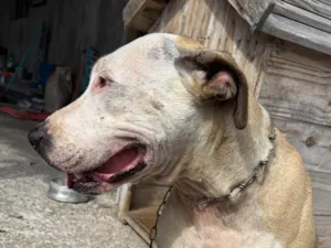 Cachorro raça Pit-Bull idade 3 anos nome Ravena