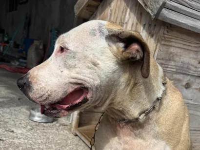 Cachorro raça Pit-Bull idade 3 anos nome Ravena