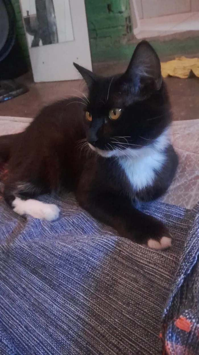 Gato ra a SRD-ViraLata idade Abaixo de 2 meses nome Pretinho 