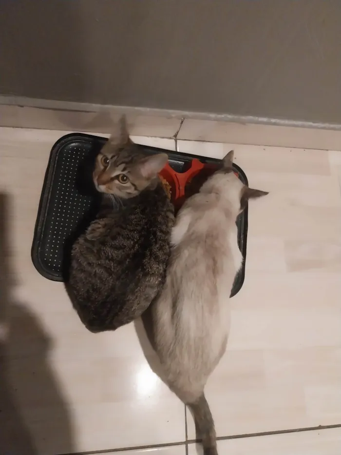 Gato ra a SRD-ViraLata idade 2 a 6 meses nome Coloquei de princesa 