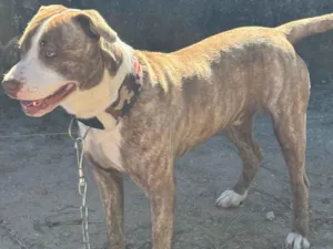 Cachorro raça Pit-Bull idade 7 a 11 meses nome Não sabemos