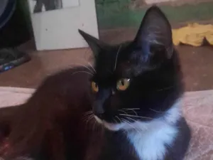 Gato raça SRD-ViraLata idade Abaixo de 2 meses nome Pretinho 