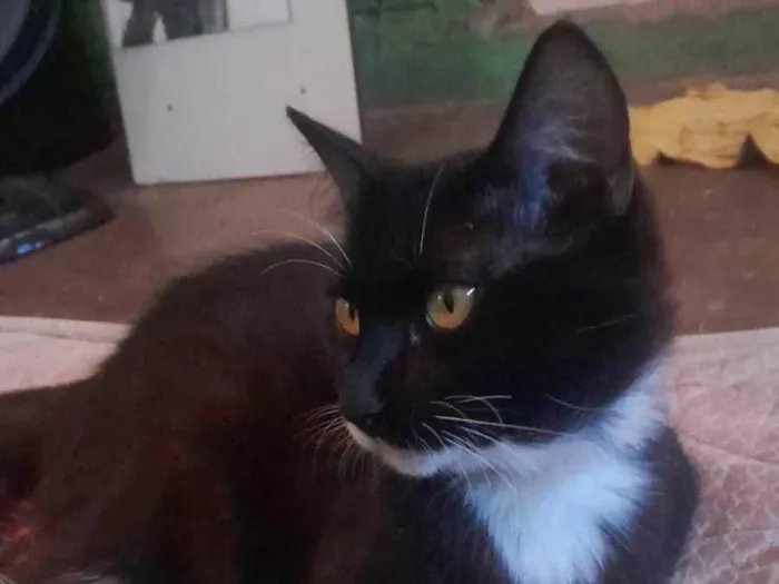 Gato ra a SRD-ViraLata idade Abaixo de 2 meses nome Pretinho 