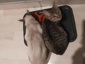 Gato raça SRD-ViraLata idade 2 a 6 meses nome Coloquei de princesa 