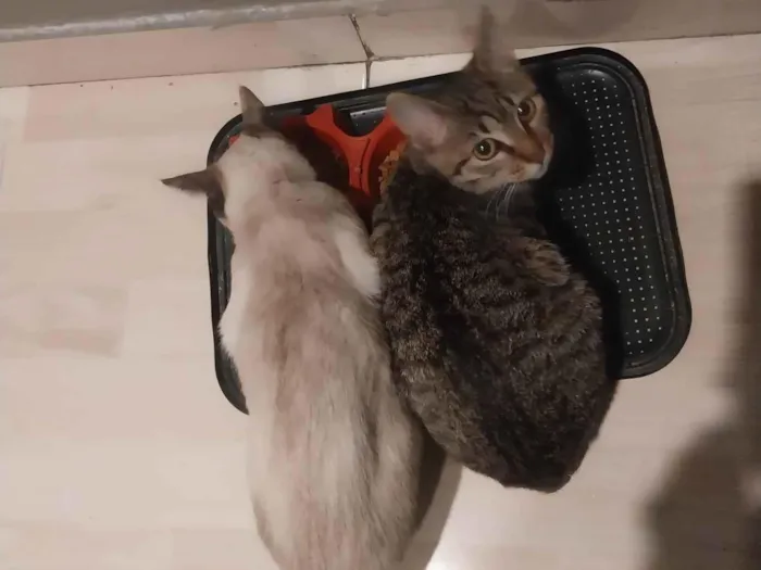 Gato ra a SRD-ViraLata idade 2 a 6 meses nome Coloquei de princesa 