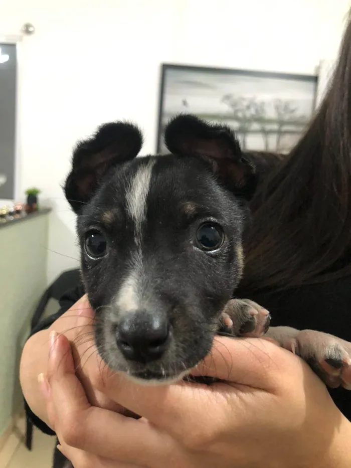 Cachorro ra a SRD-ViraLata idade 2 a 6 meses nome Thor 