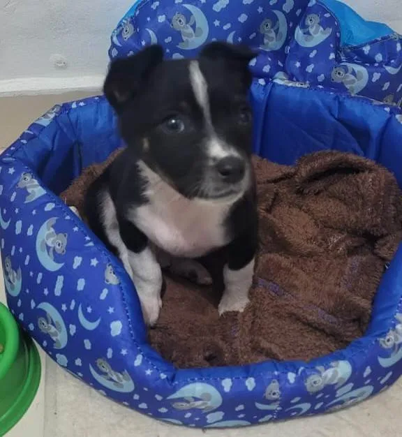 Cachorro ra a SRD-ViraLata idade 2 a 6 meses nome Thor 