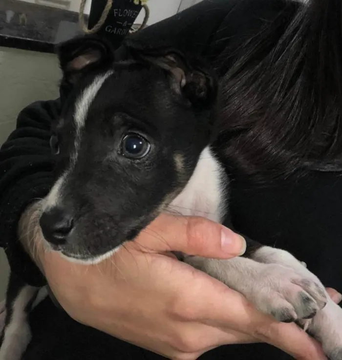 Cachorro ra a SRD-ViraLata idade 2 a 6 meses nome Thor 