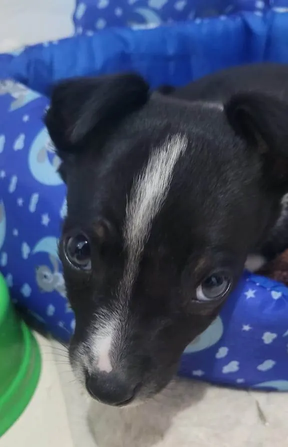 Cachorro ra a SRD-ViraLata idade 2 a 6 meses nome Thor 