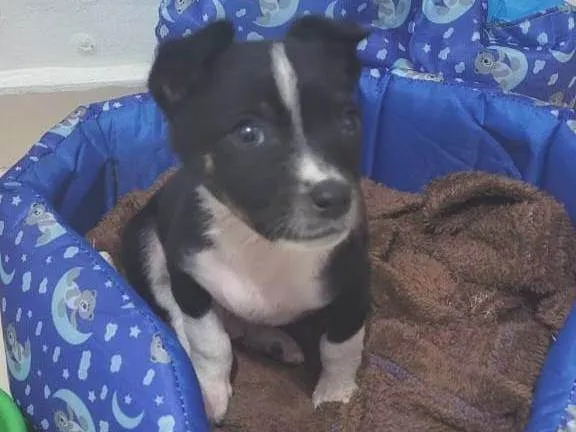 Cachorro ra a SRD-ViraLata idade 2 a 6 meses nome Thor 