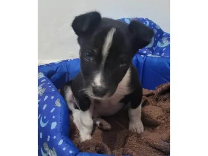 Cachorro raça SRD-ViraLata idade 2 a 6 meses nome Thor 