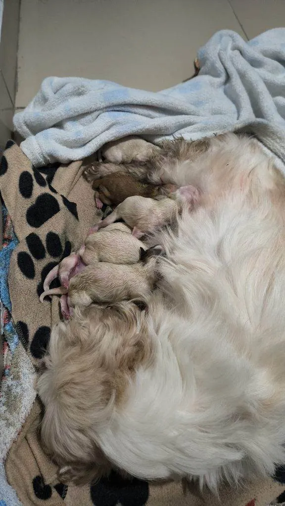 Cachorro ra a SRD-ViraLata idade Abaixo de 2 meses nome Falar com Kátia - Whats 11 98105-6414
