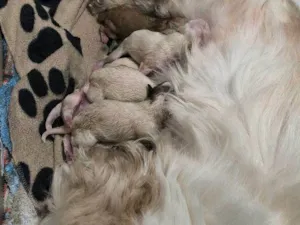 Cachorro raça SRD-ViraLata idade Abaixo de 2 meses nome Falar com Kátia - Whats 11 98105-6414