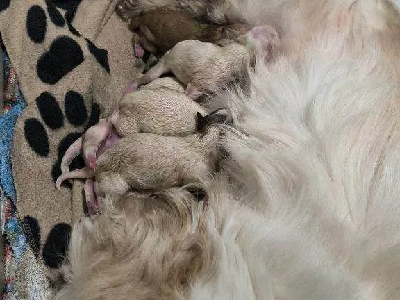 Cachorro ra a SRD-ViraLata idade Abaixo de 2 meses nome Falar com Kátia - Whats 11 98105-6414