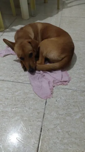Cachorro raça SRD-ViraLata idade 7 a 11 meses nome Channel