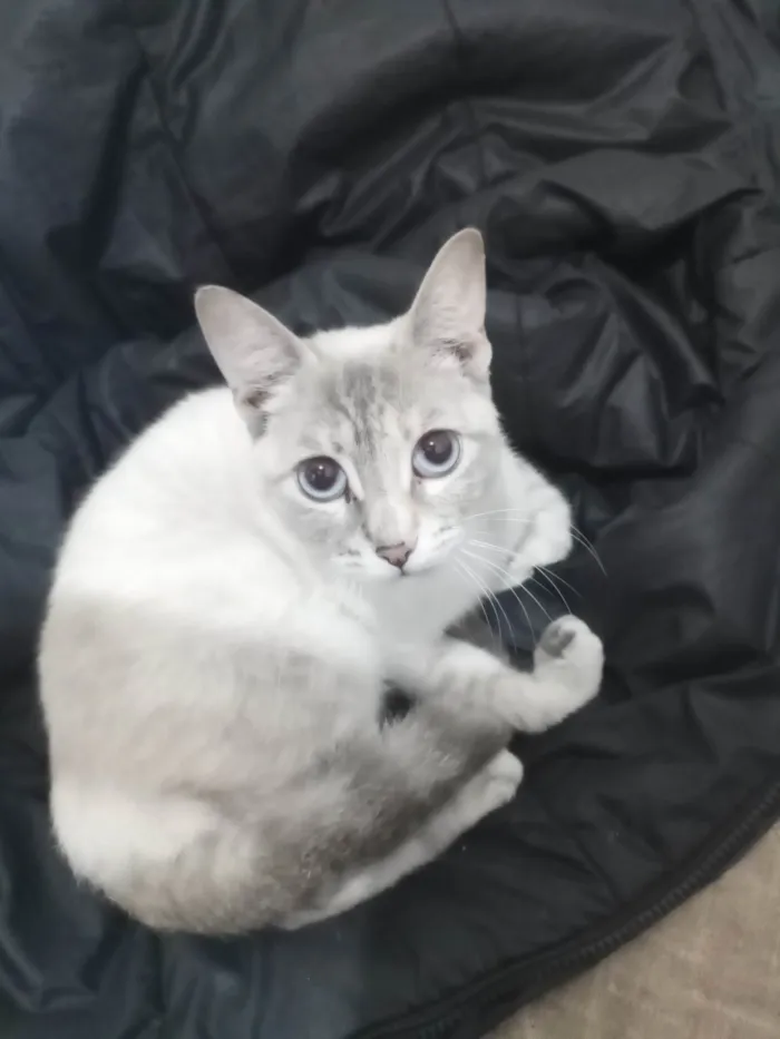 Gato ra a Siamês idade 7 a 11 meses nome Toia