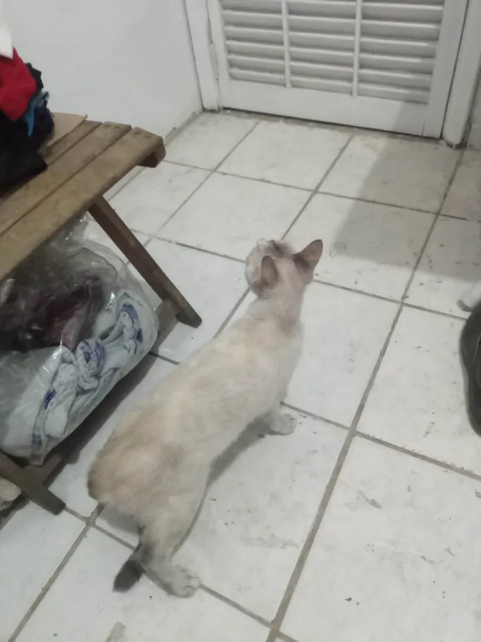 Gato ra a Siamês idade 7 a 11 meses nome Toia